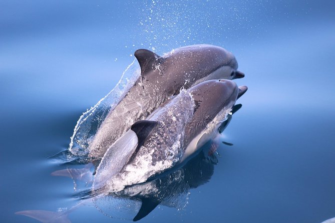 Dolphin and Whale Watching Sunset Cruise - What’s included and what costs extra