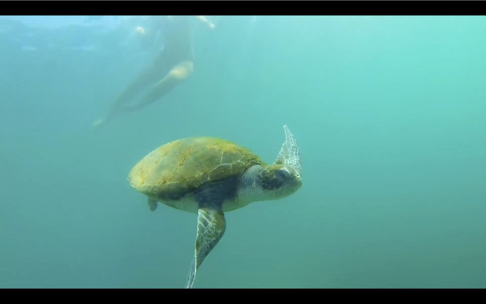 La Jolla: 2.5-Hour Kayak and Snorkel Tour - Key highlights worth planning around