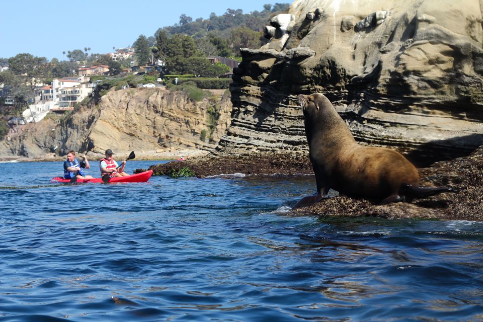 La Jolla: 2-Hour Kayak Tour of the 7 Caves - Price and value for a La Jolla kayak-and-caves outing