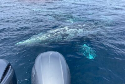 Private Family Whale & Dolphin Adventure in San Diego - The Boat Setup: Cabin Comfort Meets Front-Row Spotting