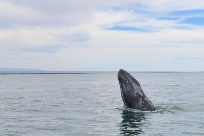 San Diego: 3 Hour Whale Watching Cruise - The Human Element Onboard: Captain, Crew, and Natural History Support