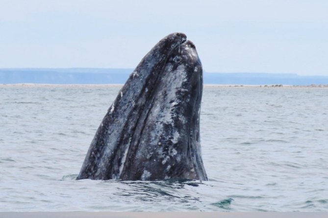 San Diego: 3 Hour Whale Watching Cruise - Where You’ll Feel Crowding (and How to Fix It)