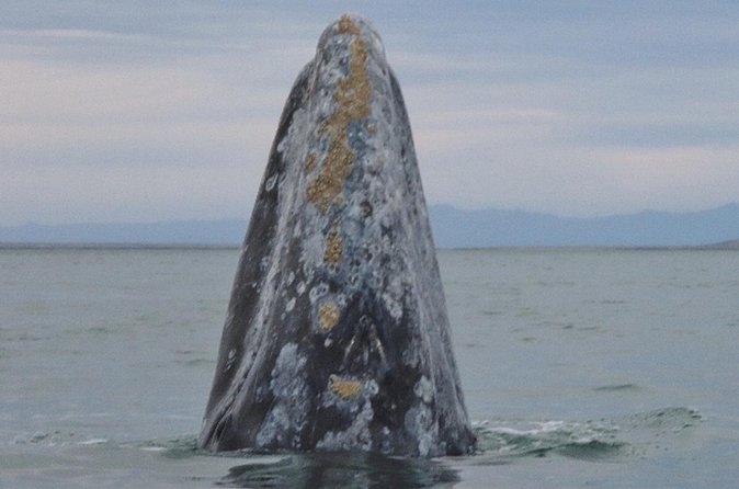 San Diego: 3 Hour Whale Watching Cruise - What You Might See: From Sea Lions to Multiple Whale Types