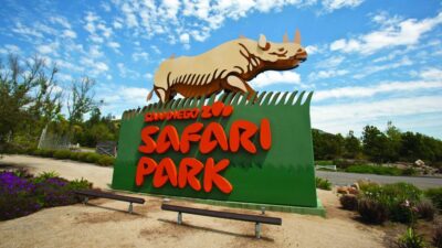 San Diego Explorer Pass: Save up to 50% on 45+ Attractions - Picking the big choice: San Diego Zoo vs. San Diego Zoo Safari Park