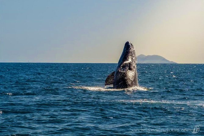 San Diego Half-Day Marine Wildlife Tour with Lunch - Key things to know before you book