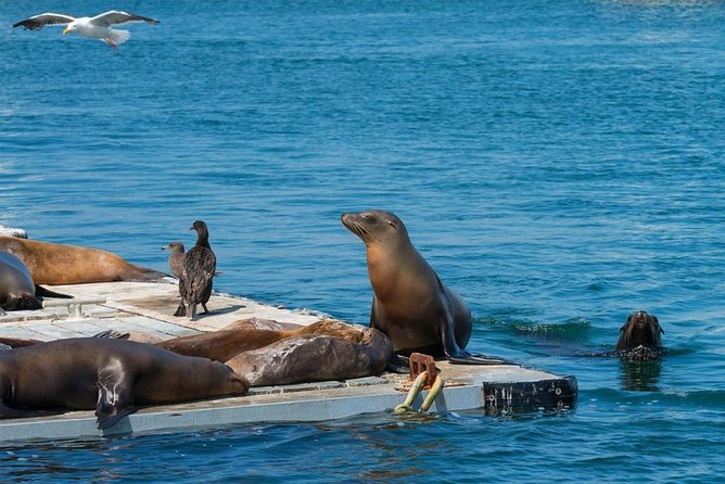 San Diego Shore Excursion: San Diego Seal Tour - Seaport Village start: history first, then the bay edge