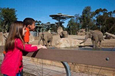 San Diego Zoo 1-Day Pass: Any Day Ticket - Getting in fast at Zoo Drive (and why it changes the whole day)