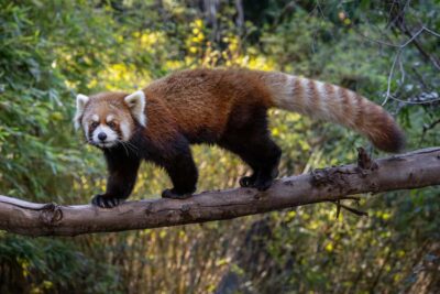 San Diego Zoo Safari Park 1-Day Ticket - Africa Tram Safari and Cheetah Run: included, flexible, and worth planning around